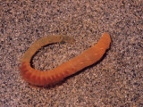 Sandworm or Lugworm (Arenicola Pusilla) Showing Gills and Setae  Polychaeta  Annelida