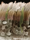 Human Retina Rod and Cone Cells