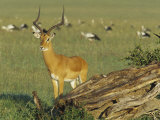 Impala  Aepyceros Melampus  Masai Mara  Kenya  Africa