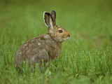 Snowshoe Hare in In its Brown Summer Fur  Lepus Americanus  North America