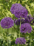 Allium 'Purple Sensation' Flowers on Ornamental Garden Plants