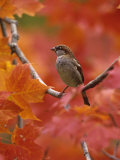 Male House Sparrow in Fall Maples (Passer Domesticus)  North America