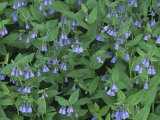 Chiming Bluebells  Mertensia Ciliata  Western North America