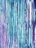 Longitudinal-Section of a Basswood or Linden Stem with Cambium (Tilia Americana)