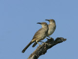 Curve-Billed Thrashers  Toxostoma Curvirostre   Southwestern USA