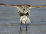 Dunlin in Breeding Plumage Jumping from Water after Bathing  Calidris Alpina  Florida  USA