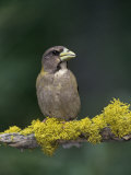 Female Evening Grosbeak  Coccothraustes Vespertinus  Eastern North America