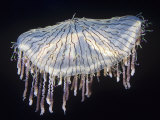 Flower Hat Jelly (Olindias Formosa)  Sea of Japan