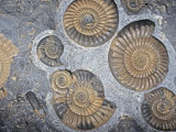 Ammonite (Promicroceras Planicosta) 186 MYA  Early Jurassic  England