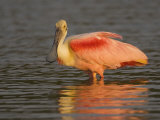 Roseate Spoonbill  Ajaia Ajaja  in Breeding Plumage  Southern USA
