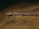 Ozarks Blind Cave or Grotto Salamander (Typhlotriton Spelaeus)  Midwestern USA