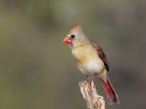 Female Northern Cardinal (Cardinalis Cardinalis)  North America