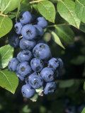 Blueberries  'North Blue' Variety