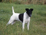 Smooth Fox Terrier Variety of Domestic Dog