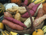 Sweet Potato Harvest
