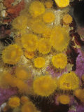 Orange Cup Corals (Balanophyllia Elegans)  Central California  Usa  Pacific Ocean