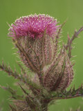 Texas Thistle Flower and Flower Bud (Cirsium Texanum)  Texas  USA