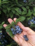 Hand Holding Picked Blueberries  'North Blue' Variety