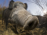 Wild Boar (Sus Scrofa)  Germany  Bavaria