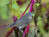 Gray-Cheeked Thrush (Catharus Minimus)  North America