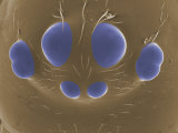 Close Up View of Spider Multiple Eyes Esem