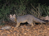 Gray Fox  Urocyon Cinereoargenteus  North America