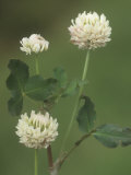 White Clover Flowers  Trifolium Repens  North America
