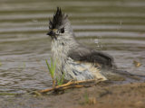 Black-Crested Titmouse Bathing  Baeolophus Atricristatus  Texas  USA