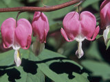 Bleeding Heart or Dutchman Breeches Flowers  Dicentra Formosa  USA