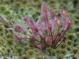 Sundew  Drosera Rotundifolia  Insectivorous Plants Growing in a Mossy Bog  Eastern USA