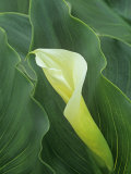Calla Lily Flower and Leaves (Zantedeschia)  Giant White Variety