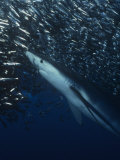 A Blue Shark (Prionace Glauca) Feeding on Northern Anchovies (Engraulis Mordax)  California  USA