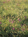 Tall Ironweed  Veronia Altissima  and Yellow Foxtail  Setaria Glauca  in a Meadow  Eastern USA