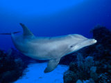 A Bottlenose Dolphin Swimming (Tursiops Truncatus)