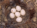 Tufted Titmouse Nest with Six Eggs  Baeolophus Bicolor  Eastern North America