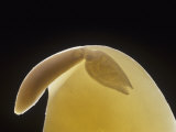 Close-Up of a Lima Bean Embryo and Cotyledon