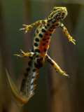 Smooth Newt Swimming Underwater (Triturus Vulgaris)  Germany