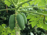 Papaya Plant from the Island of Tobago in the West Indies
