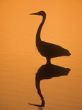 Great Egret  Ardea Alba  Silhouetted in Water at Twilight  Southern USA