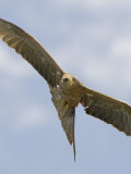 Yellow-Billed Kite in Flight  Milvus Aegyptius  Ngorongoro Crater  Tanzania  Africa