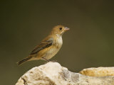 Female Indigo Bunting  Passerina Cyanea  North America