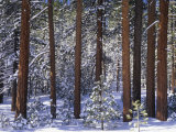 Winter View of Jeffrey Pines  Pinus Jeffreyi  Eastern Sierra Nevada Mountains  California  USA