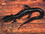 Cumberland Slimy Salamander (Plethodon Kentucki)  Eastern USA