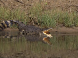 Estuarine or Saltwater Crocodile (Crocodylus Porosus)  Northern Territory  Australia