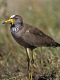 African Wattled Lapwing (Vanellus Senegallus)  Kenya  Africa