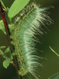 Atlas Moth Larva or Caterpillar (Dictyoploca Simla)  Family Saturniidae  India