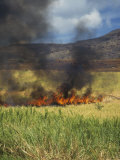 Burning Sugar Cane Field at Harvest Time