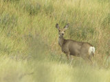 Doe Mule Deer in Grassland  Odocoileus Hemionus  Wind Cave National Park  South Dakota  USA