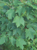 Leaves of Red Maple Tree  Acer Rubrum  North Carolina  USA