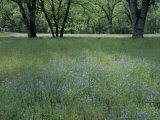 Meadow of Lupine Wildflowers in the Foothills of the Sierra Nevada Mountains  California  USA